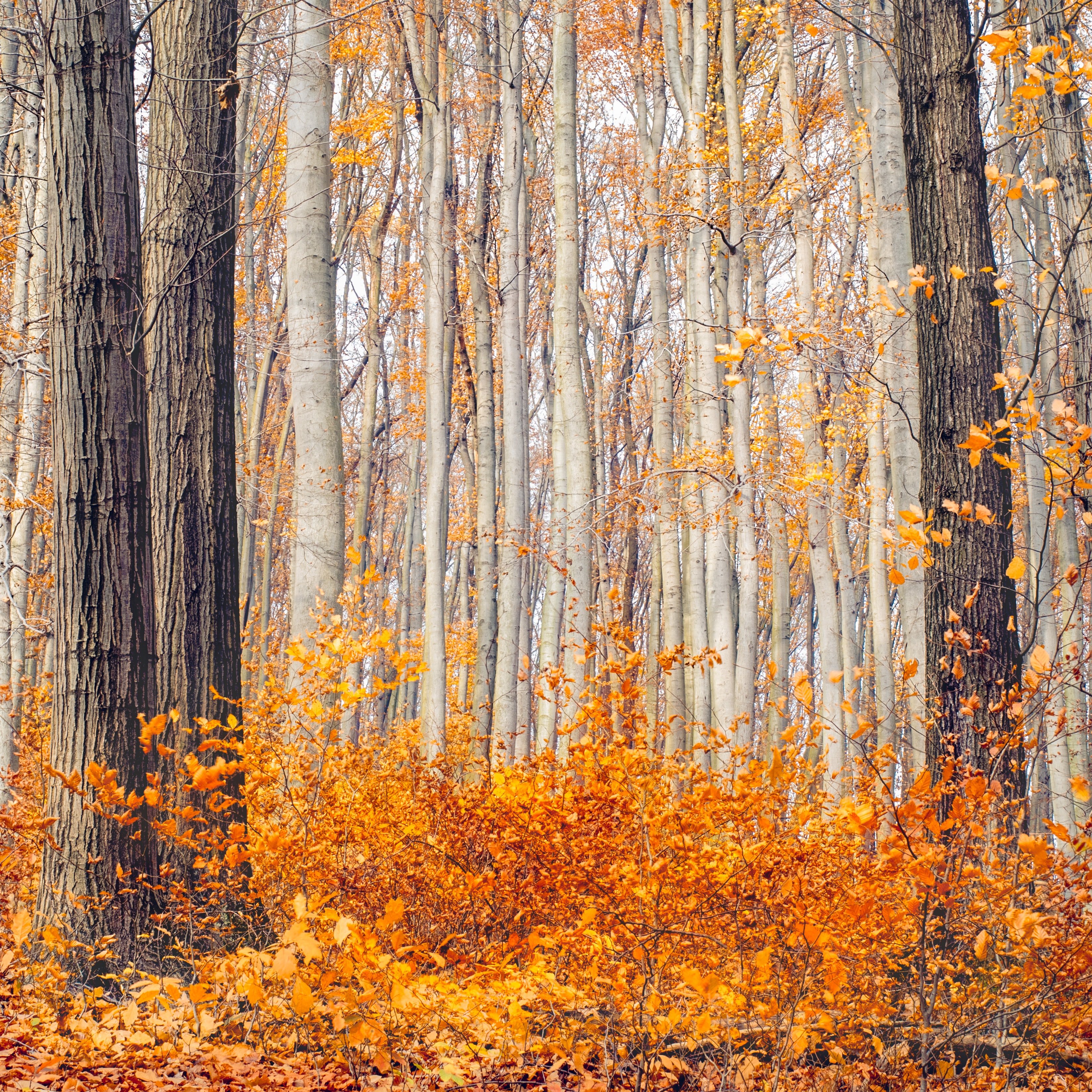 Mountain fall scenery