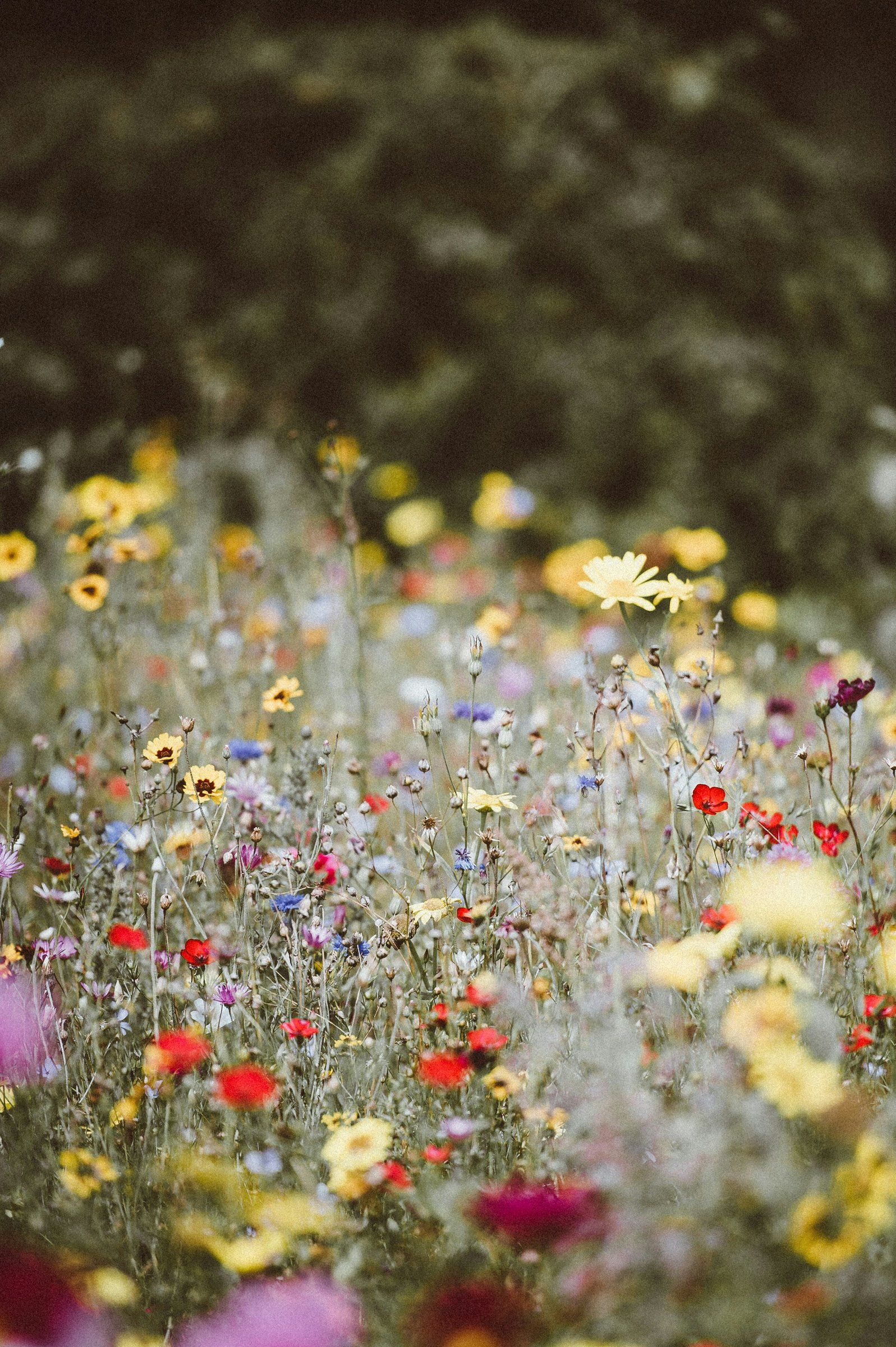 annie-spratt-wW-B4vndPYA-unsplash-1