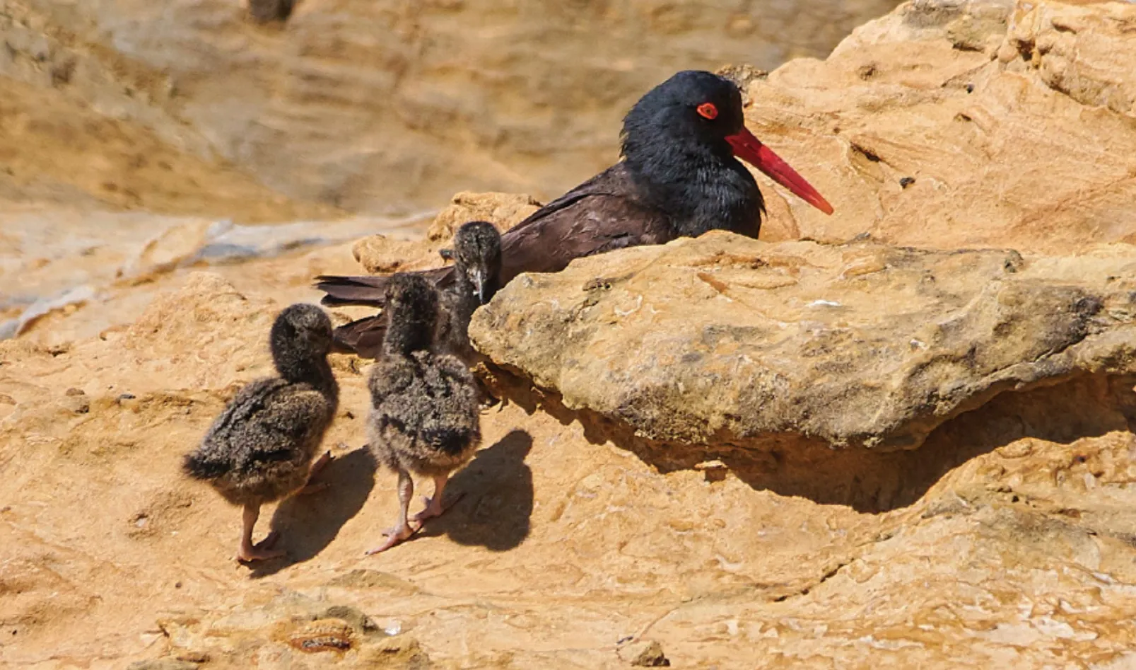 Seabirds along the Oregon Coast