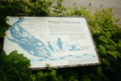 Gray whale migration informational sign in Depoe Bay Oregon