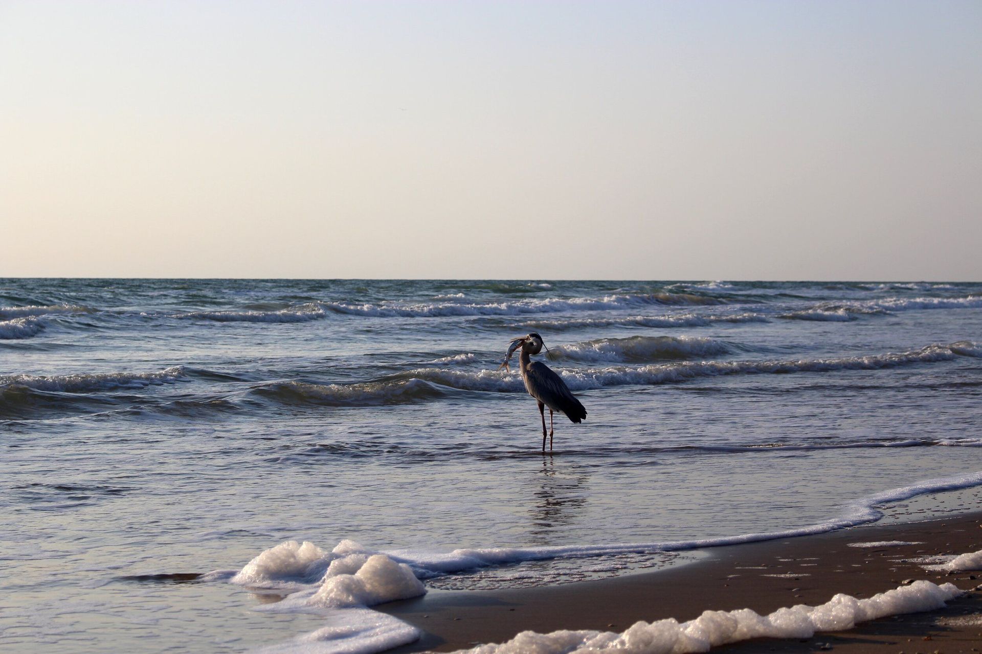 A bird standing on a beach near the ocean