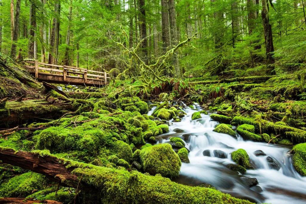 Olympic National Park: