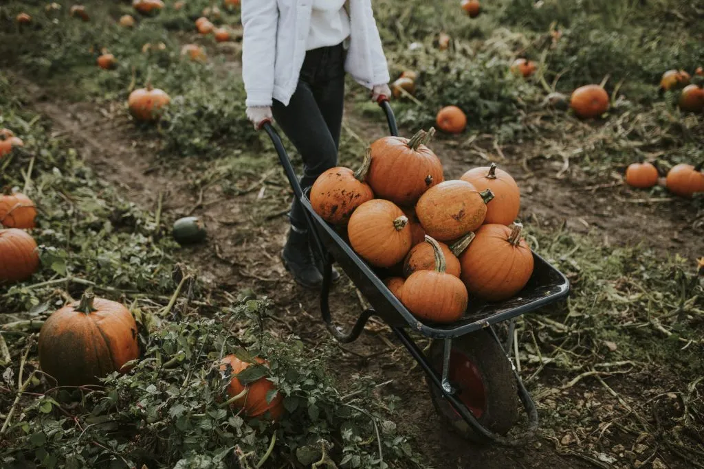 pumpkin patch in Seattle