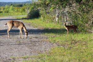 Paynes Prairie