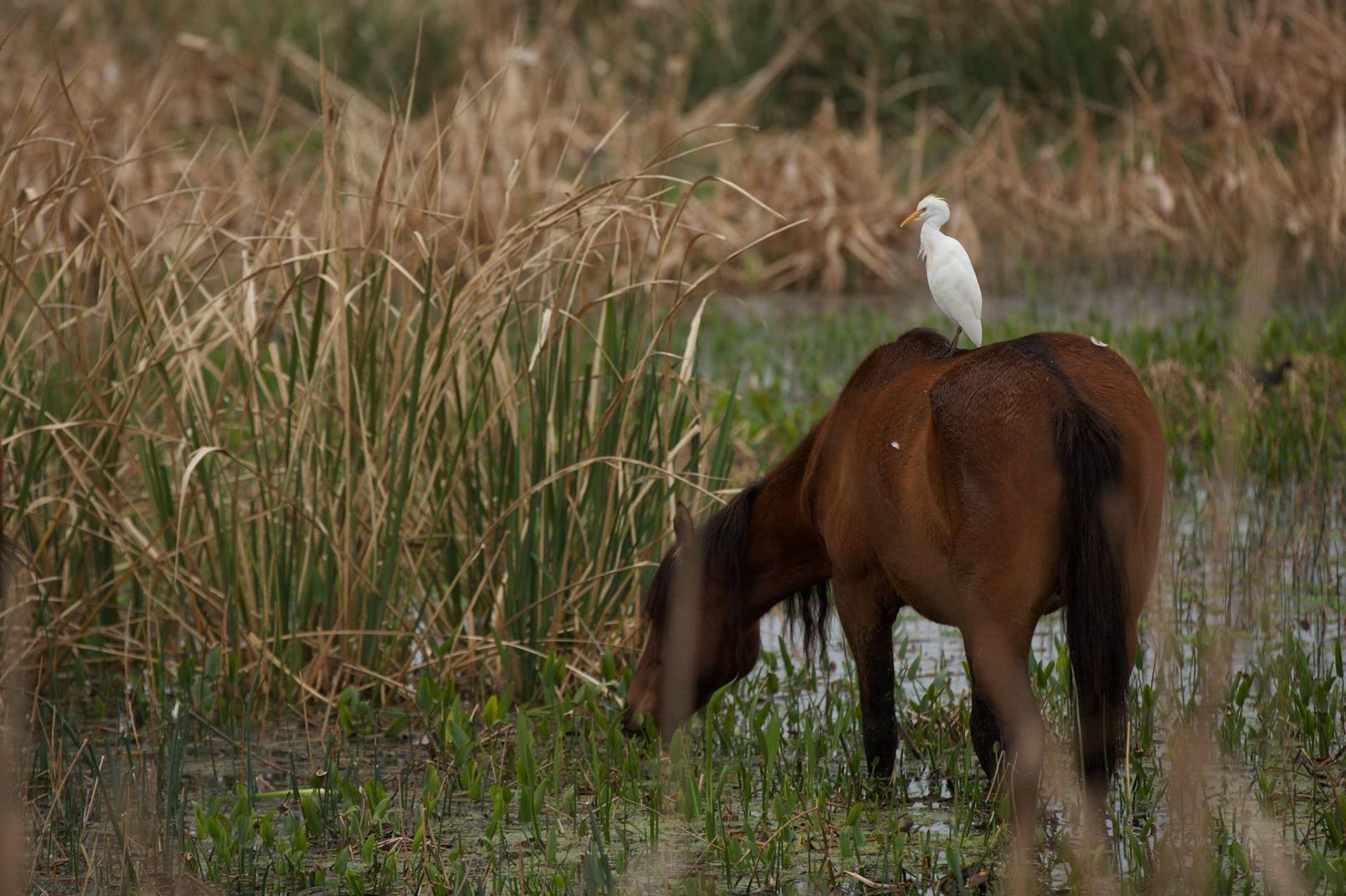 Sweetwater Wetlands Park: Photo Credit to Susannah Peddie from StayGainesville
Wild Horse Paynes Prairie