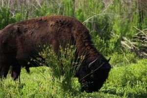 Paynes Prairie
