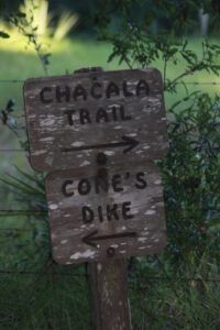 Paynes Prairie