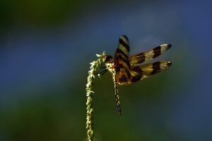 Paynes Prairie