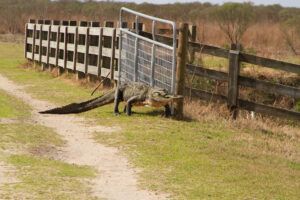 Paynes Prairie
