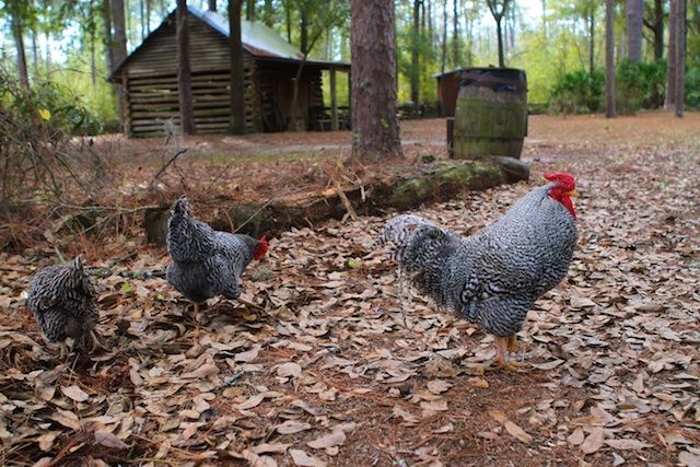 2 Chickens at Morningside Nature Park.