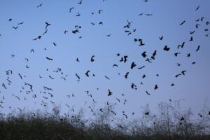 Paynes Prairie