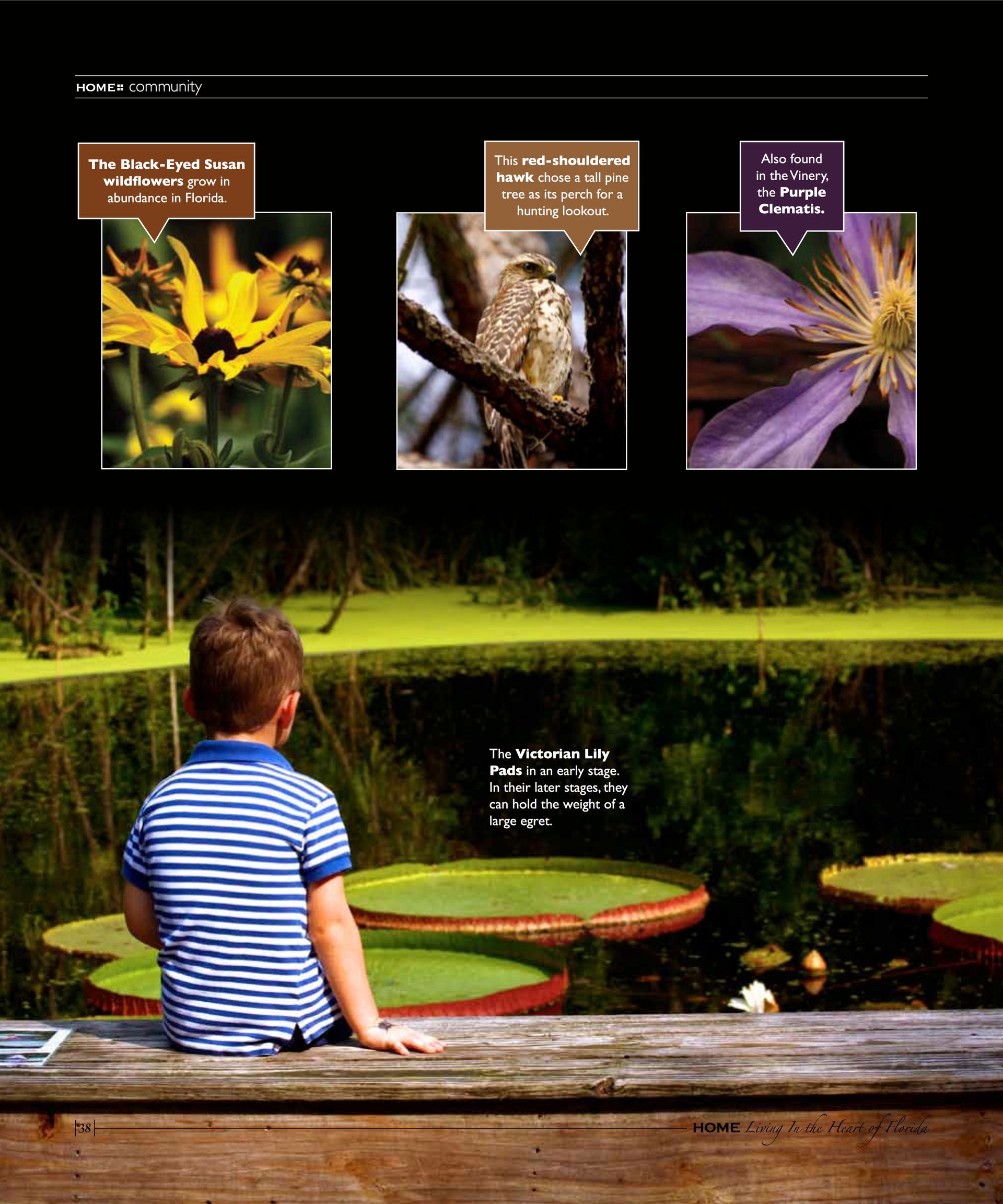 A child on a bench overlooking the Victorian Water Lilies at Kanapaha Botanical Gardens.