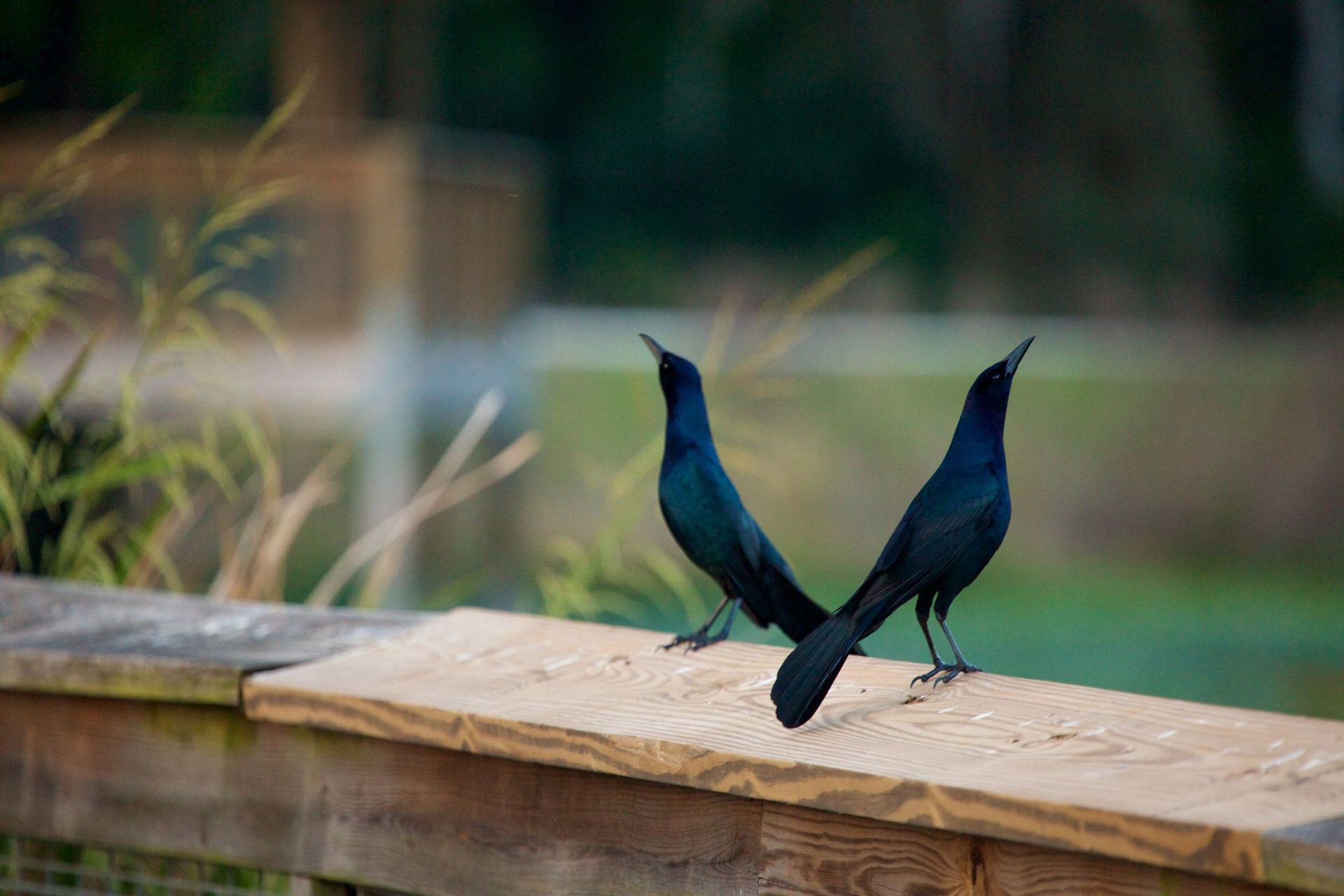 Sweetwater Wetlands Park: Photo Credit to Susannah Peddie from StayGainesville