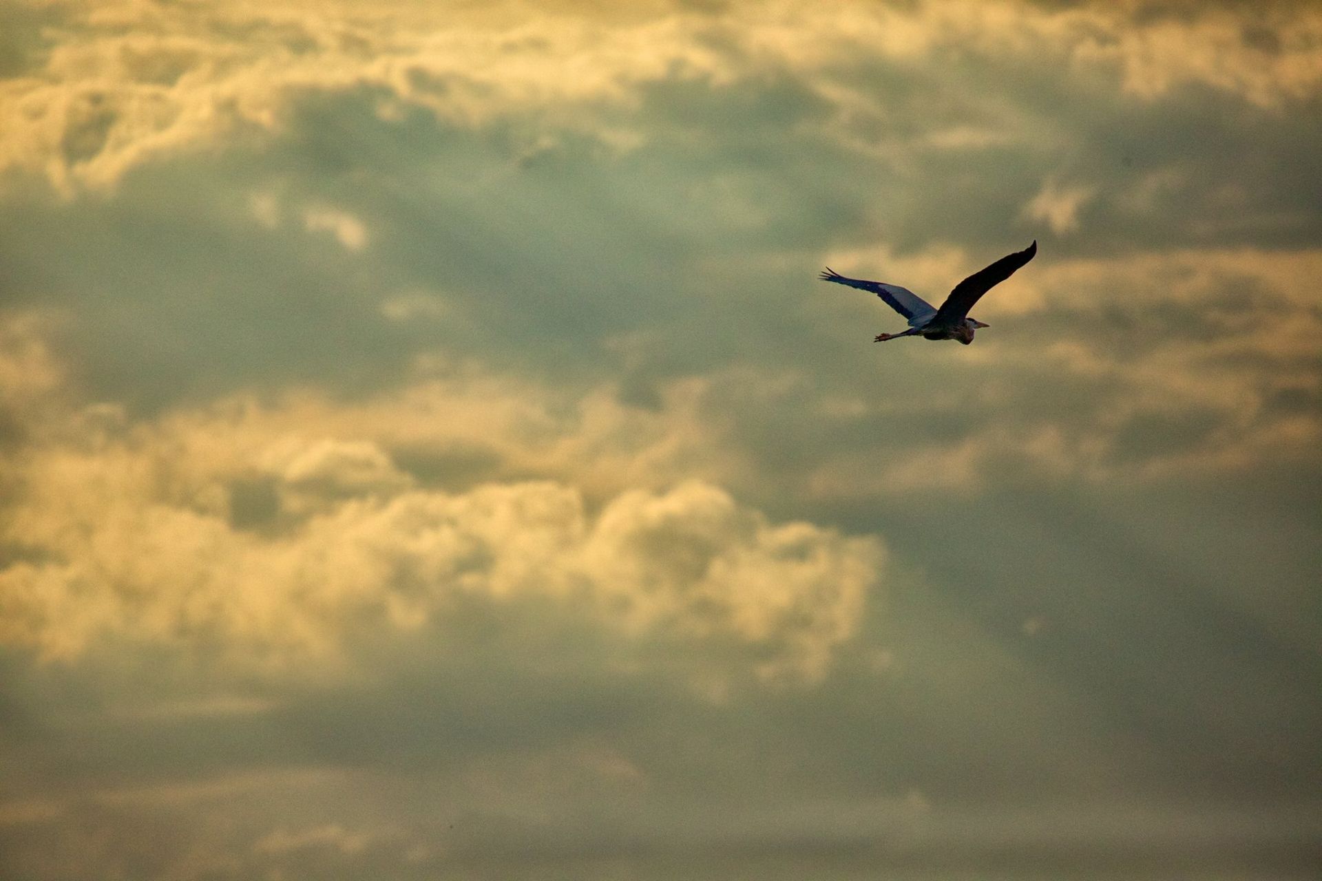 Sweetwater Wetlands Park: Photo Credit to Susannah Peddie from StayGainesville