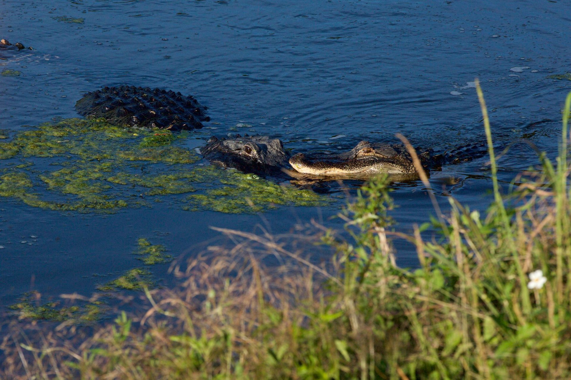 Sweetwater Wetlands Park: Photo Credit to Susannah Peddie from StayGainesville
Gator Mating Season