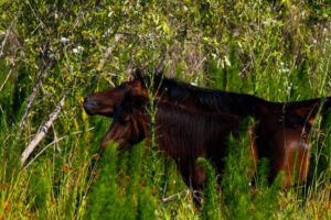Paynes Prairie