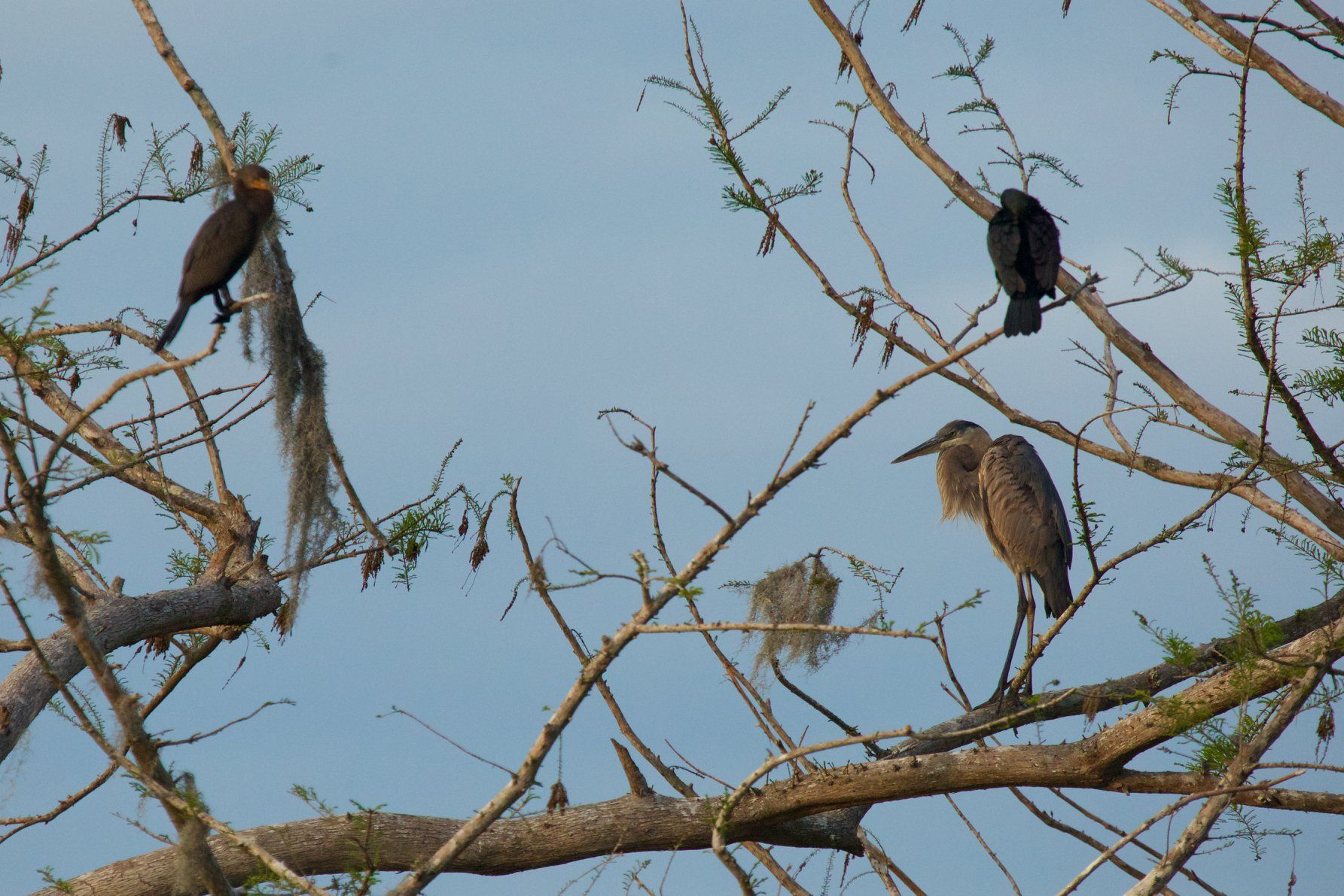 Sweetwater Wetlands Park: Photo Credit to Susannah Peddie from StayGainesville
Blue Heron