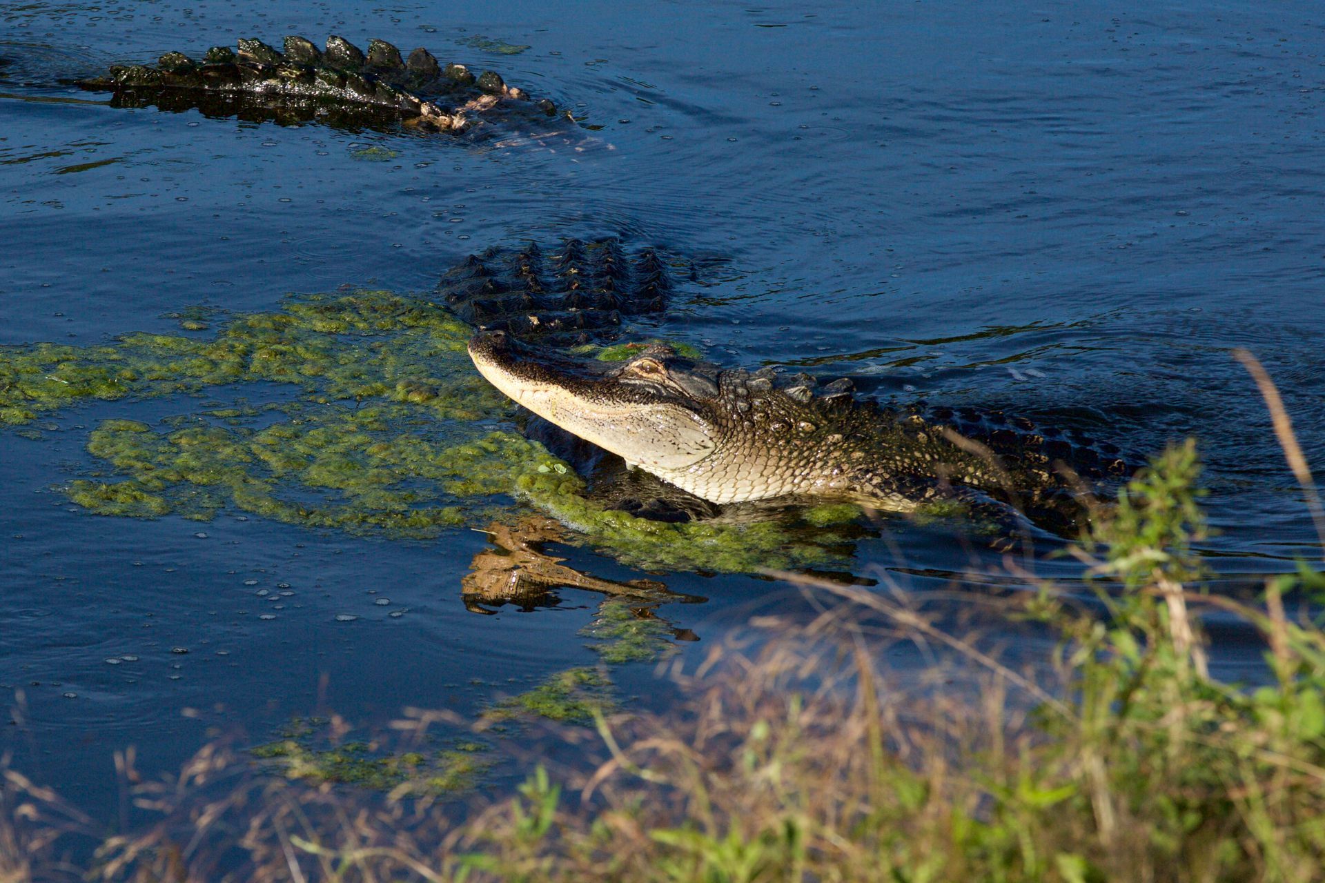 Male and female gators during mating season at Sweetwater Wetlands Park.