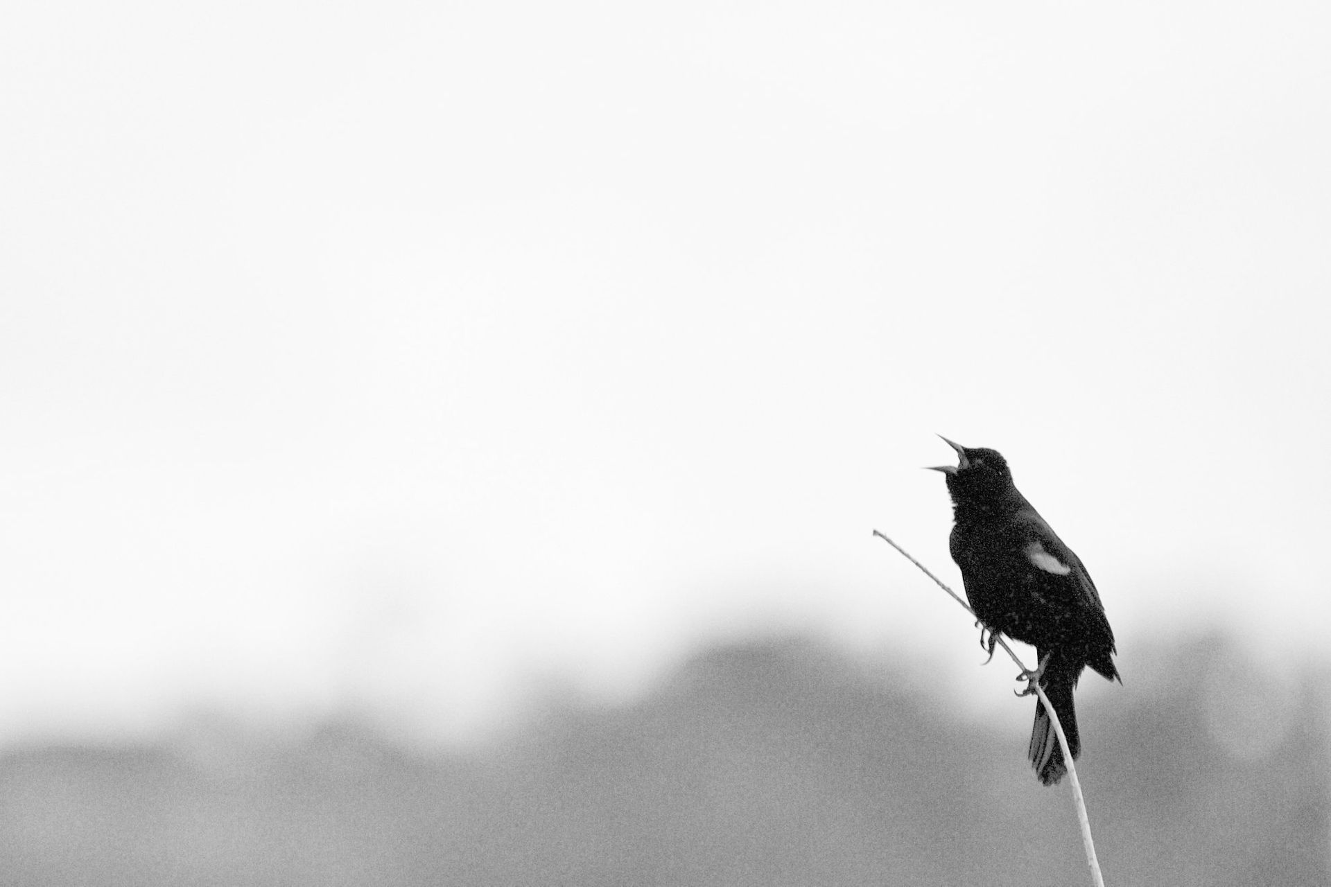 Sweetwater Wetlands Park: Photo Credit to Susannah Peddie from StayGainesville