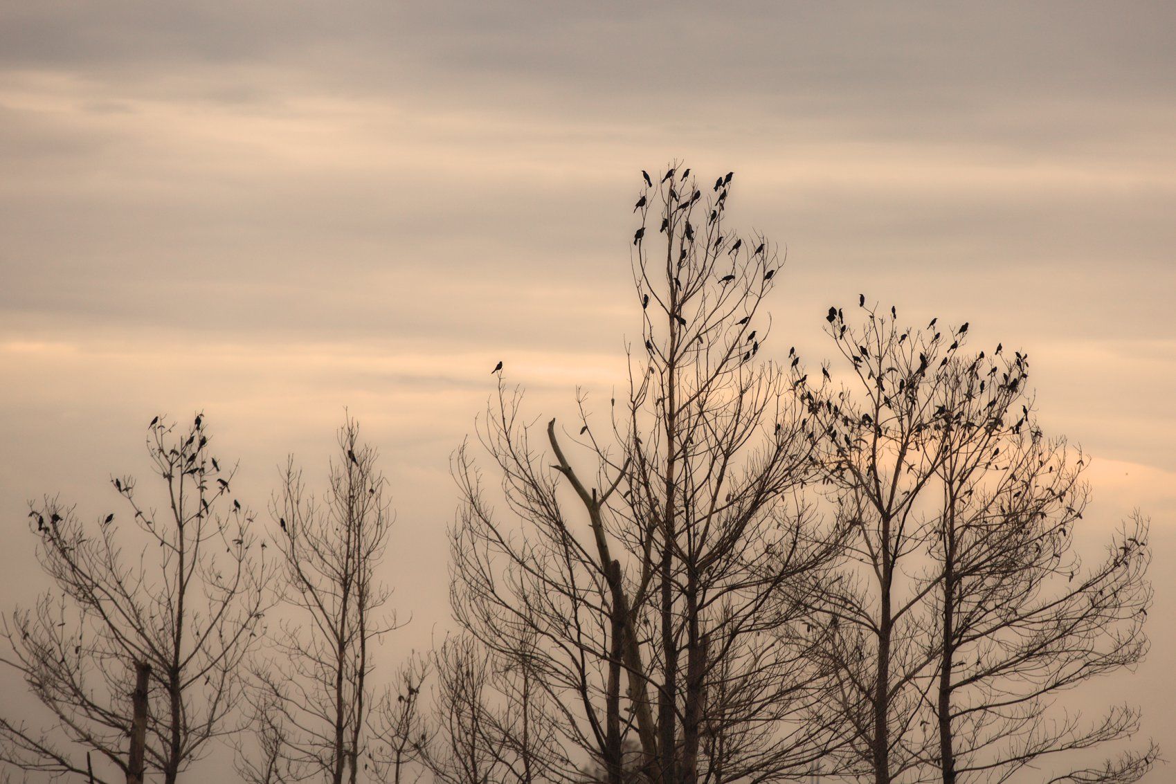 Sweetwater Wetlands Park: Photo Credit to Susannah Peddie from StayGainesville