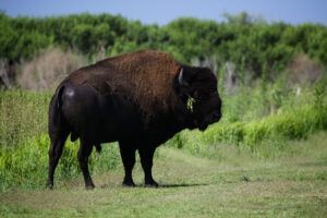 A large bison roaming on La Chua Trail in Gainesville, FL.