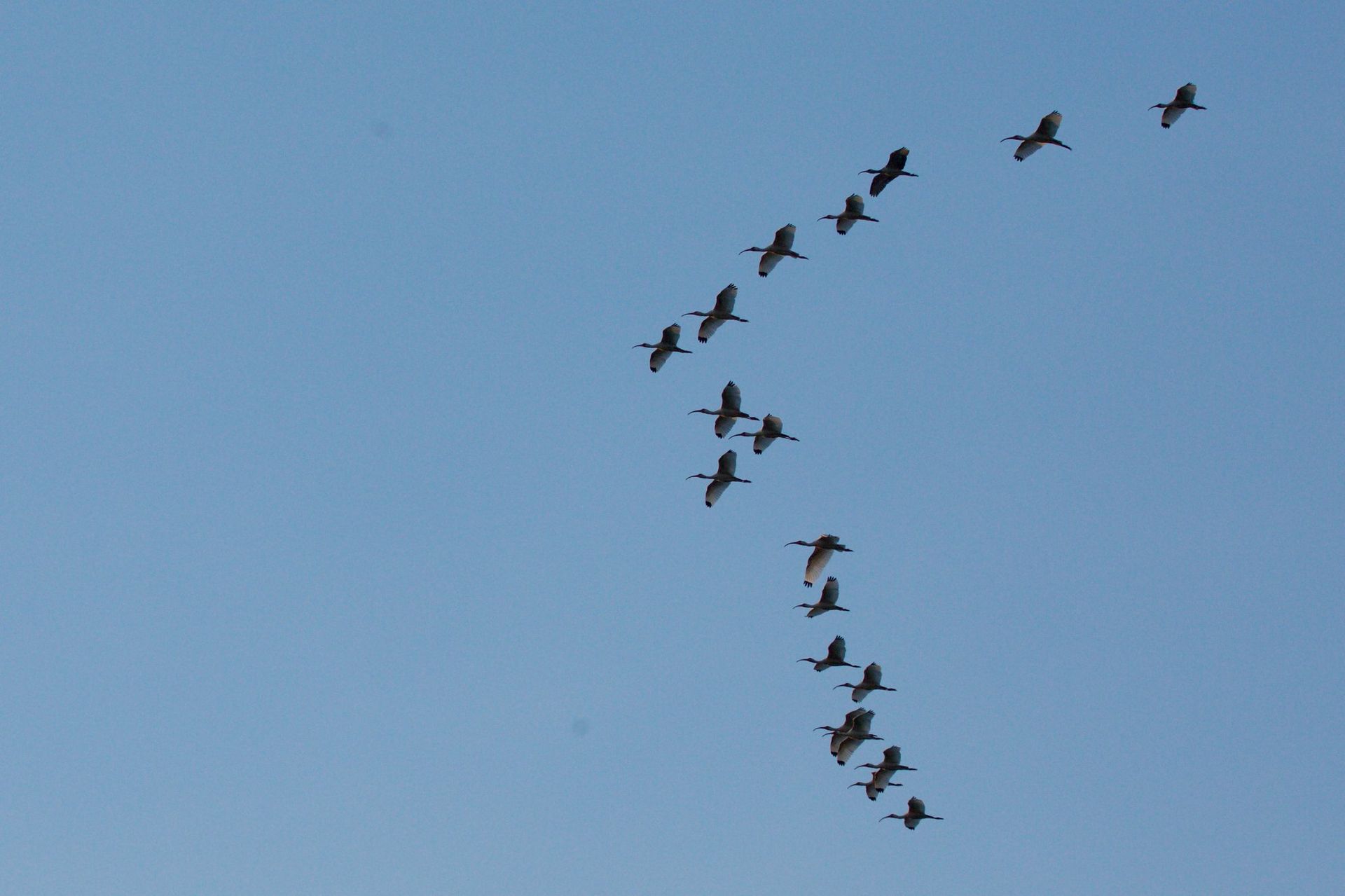 Sweetwater Wetlands Park: Photo Credit to Susannah Peddie from StayGainesville