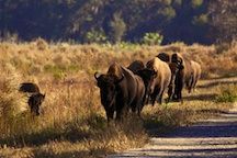 Things to do - Gainesville FL!