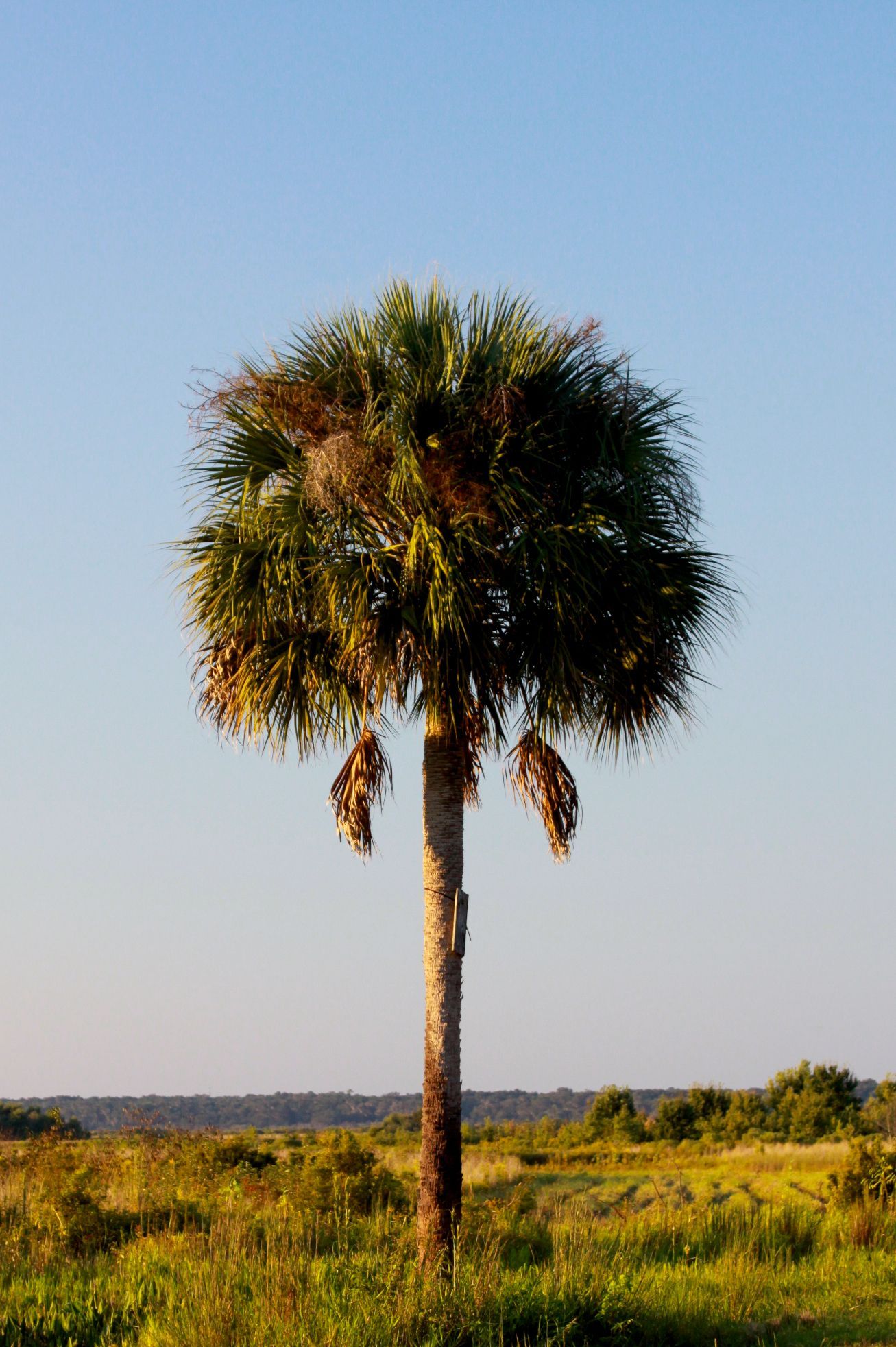 Things to do - Gainesville FL!