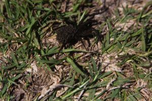 Paynes Prairie