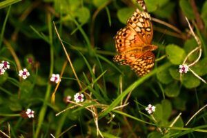 Paynes Prairie