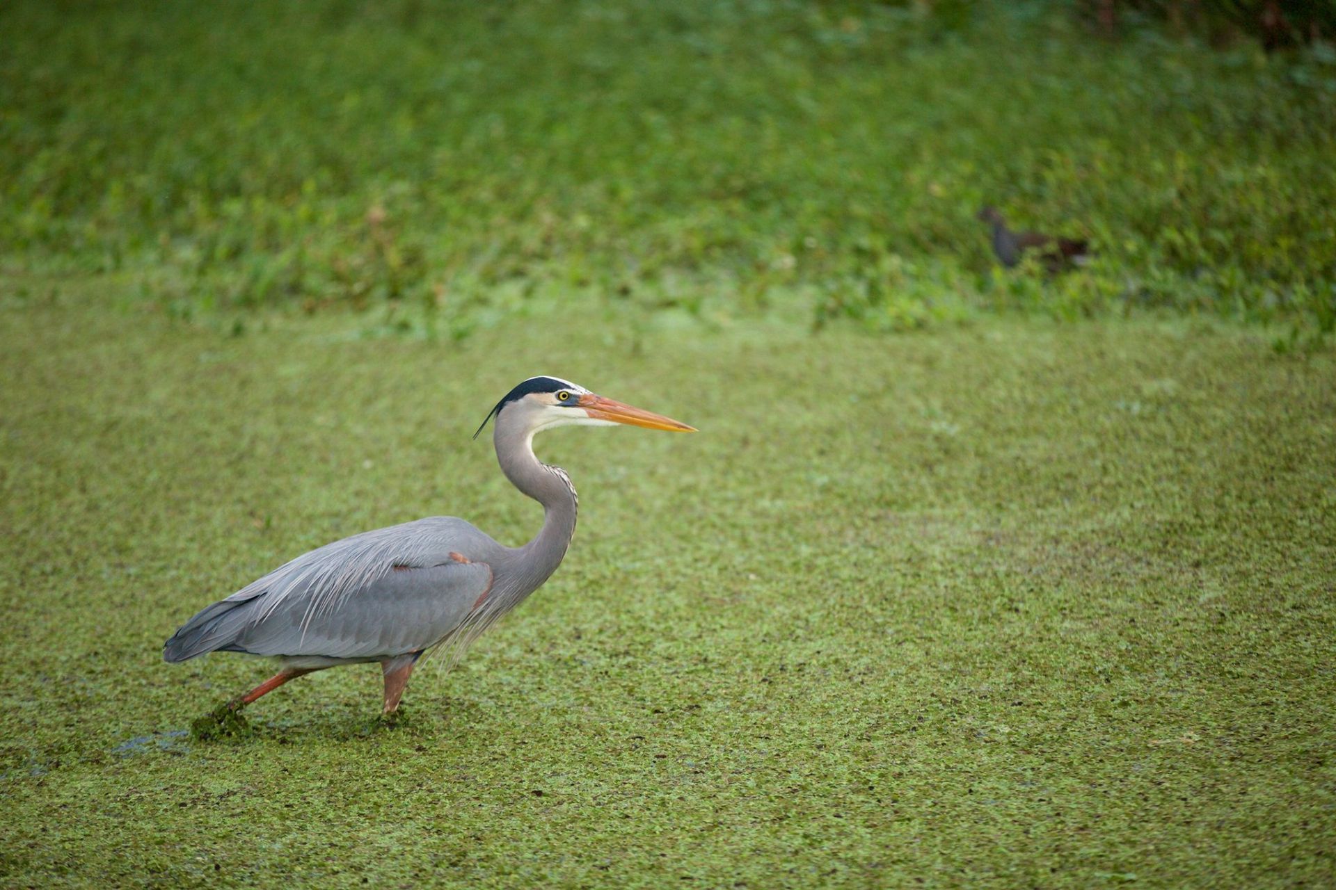 Sweetwater Wetlands Park: Photo Credit to Susannah Peddie from StayGainesville