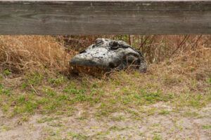Paynes Prairie