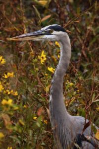 Paynes Prairie