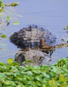 Paynes Prairie