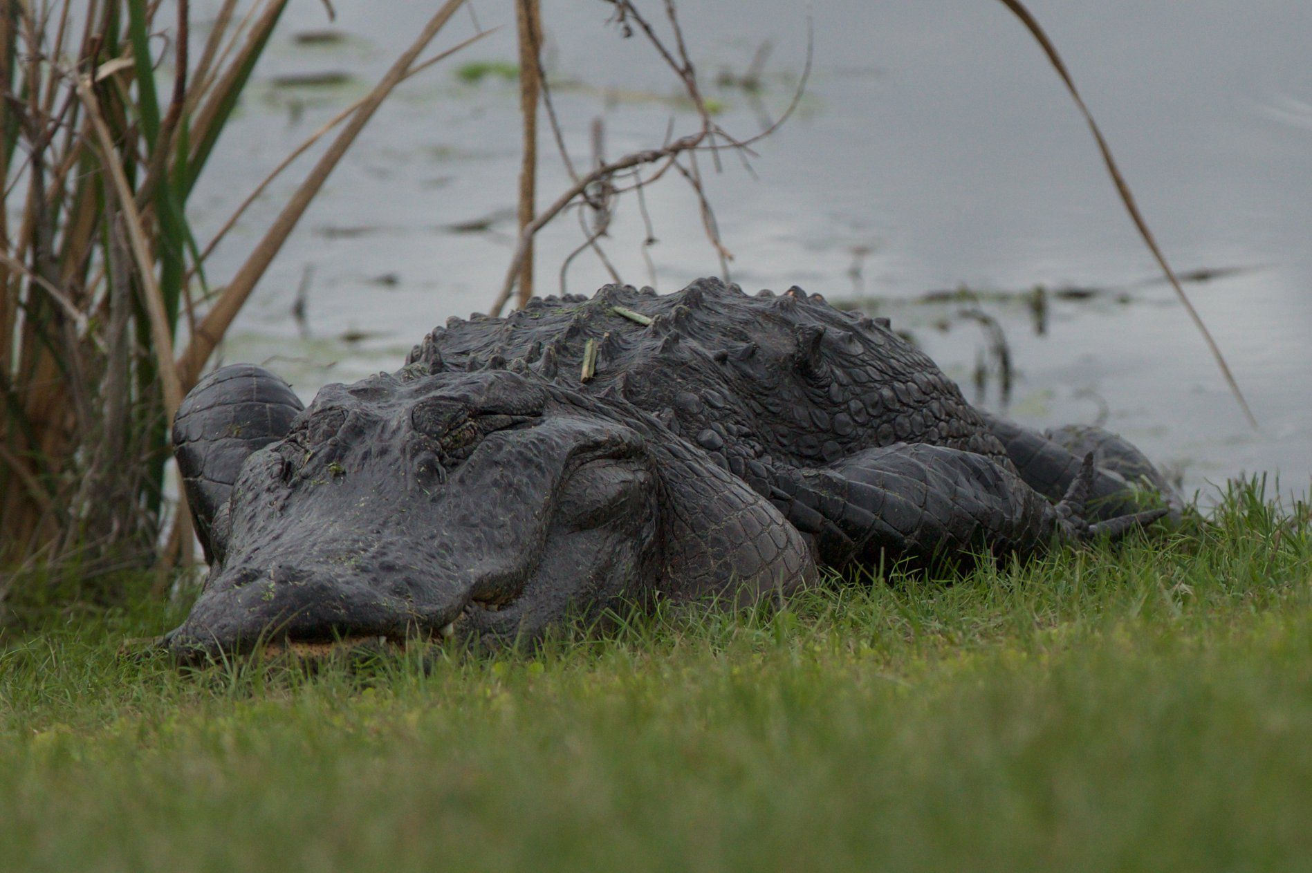 Sweetwater Wetlands Park: Photo Credit to Susannah Peddie from StayGainesville
Bull Gator