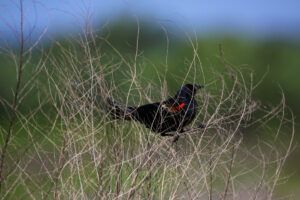 Paynes Prairie