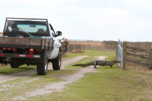 Paynes Prairie