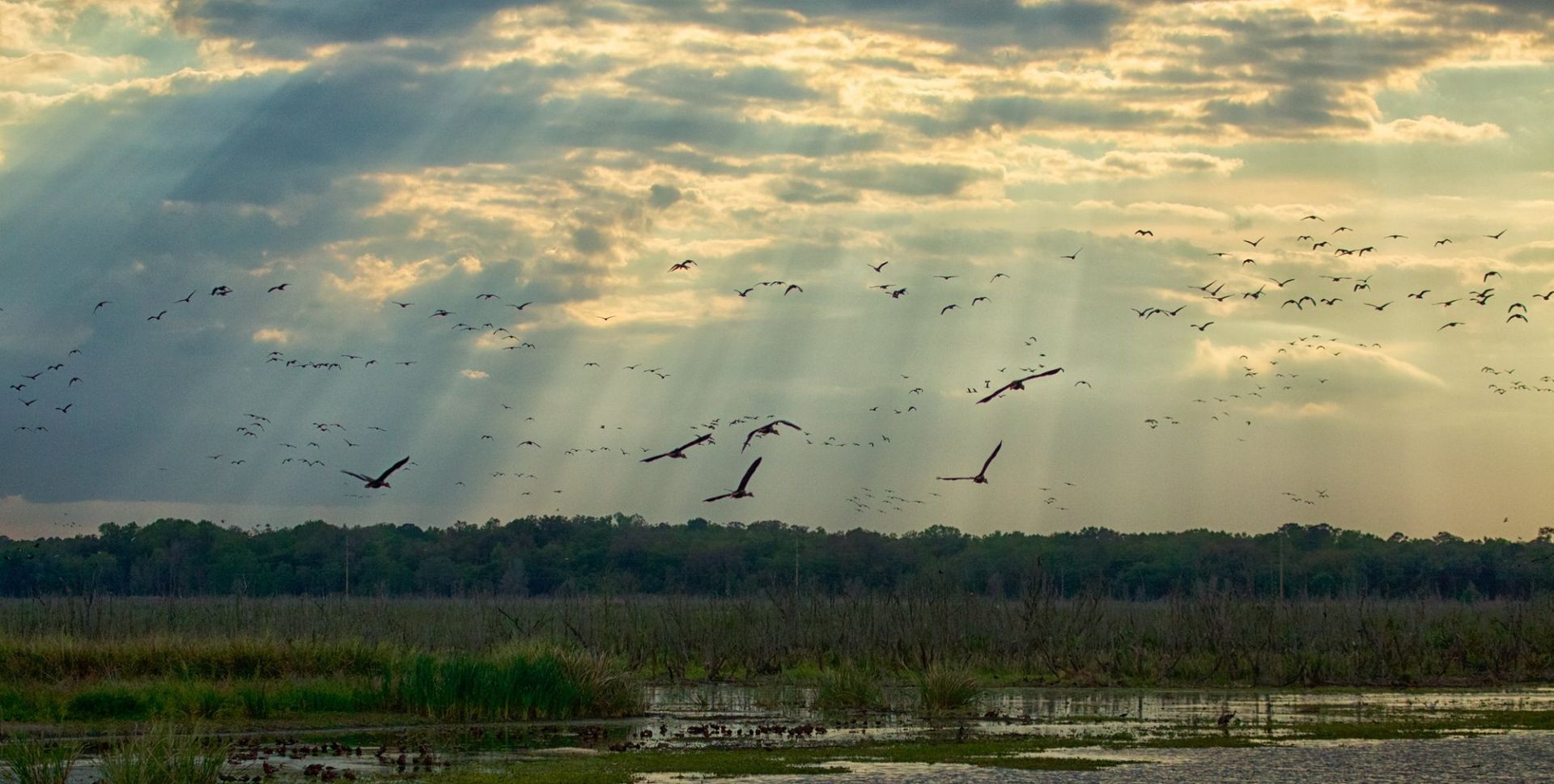 Sweetwater Wetlands Park: Photo Credit to Susannah Peddie from StayGainesville