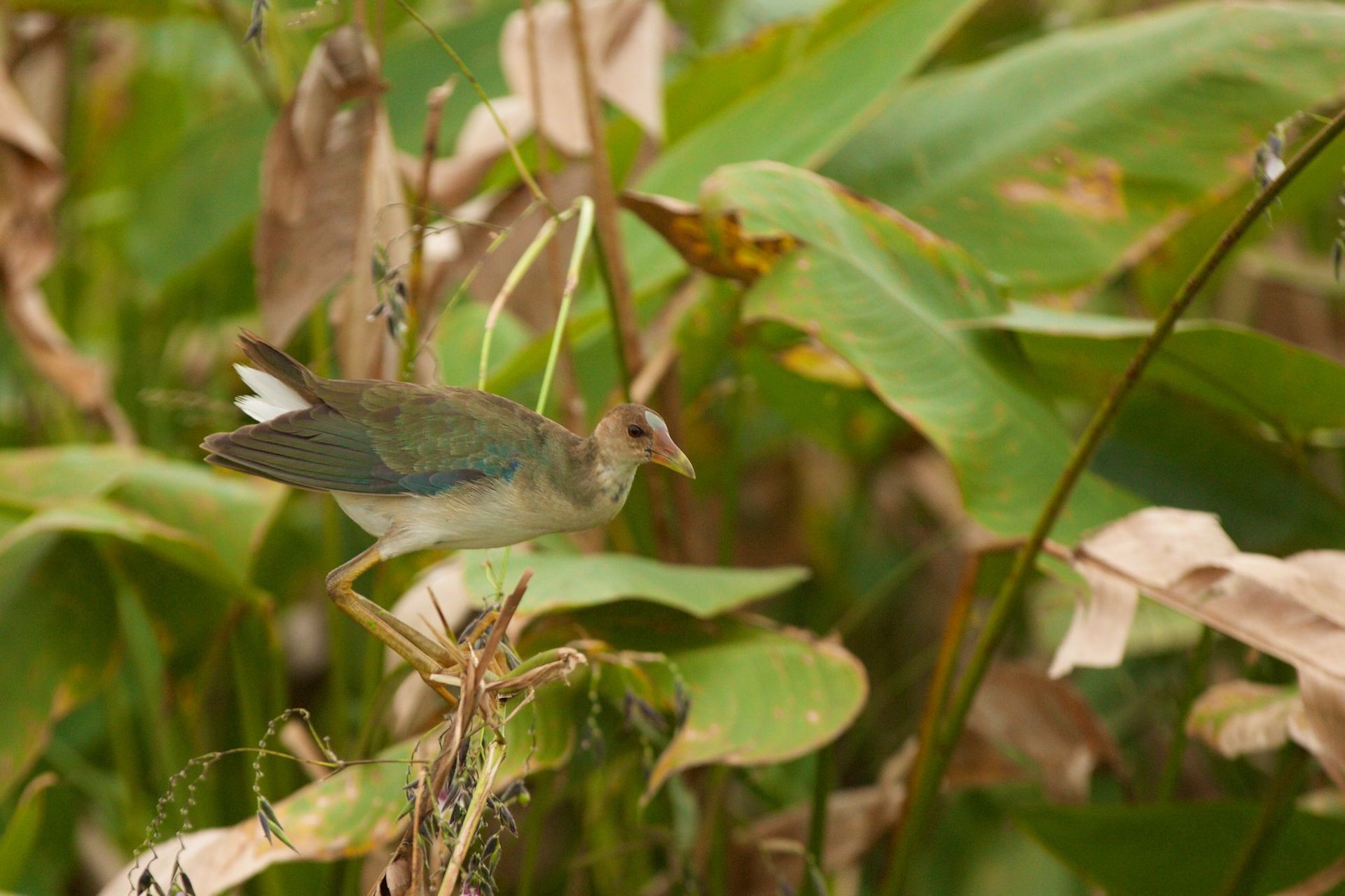 Sweetwater Wetlands Park: Photo Credit to Susannah Peddie from StayGainesville