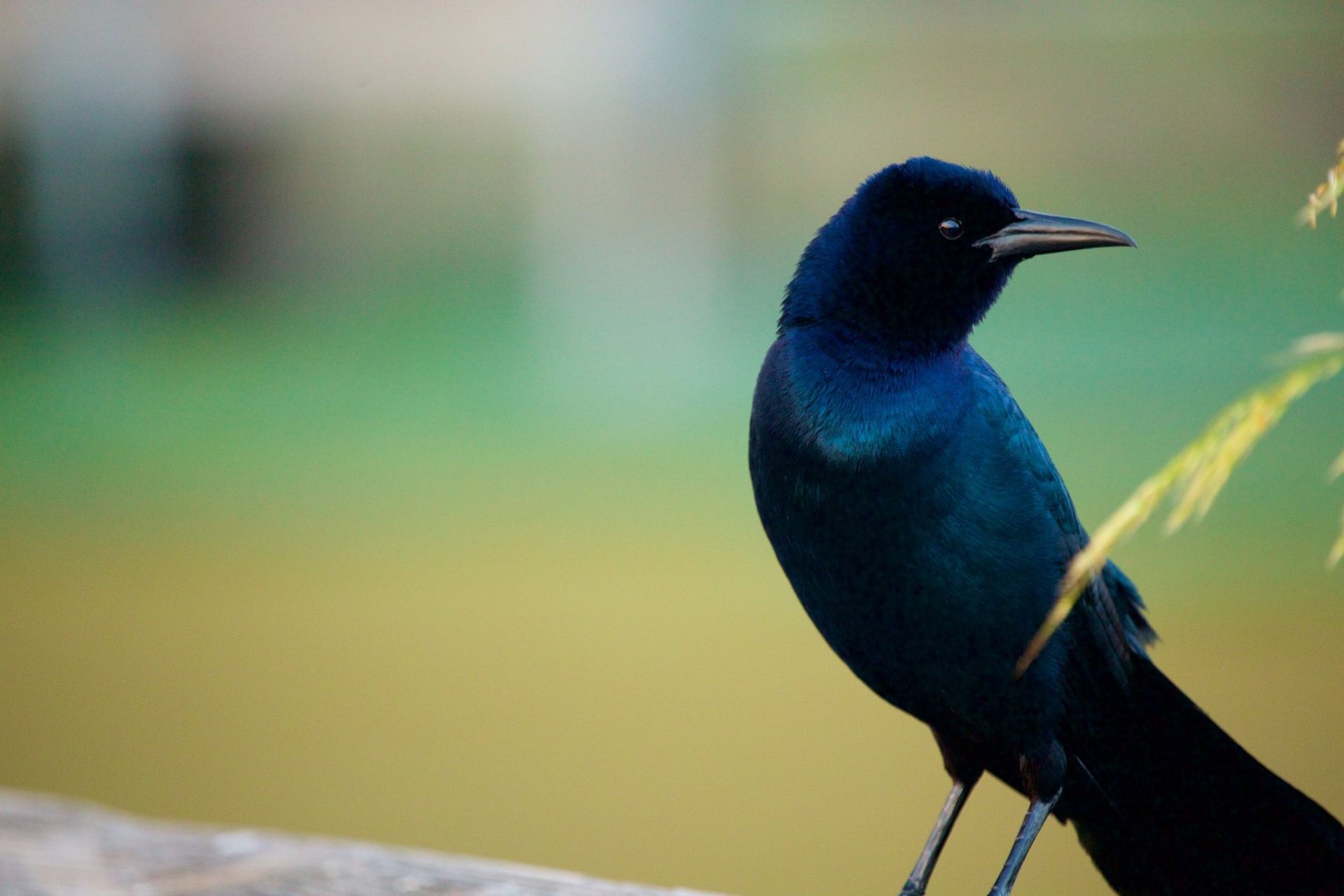 Sweetwater Wetlands Park: Photo Credit to Susannah Peddie from StayGainesville