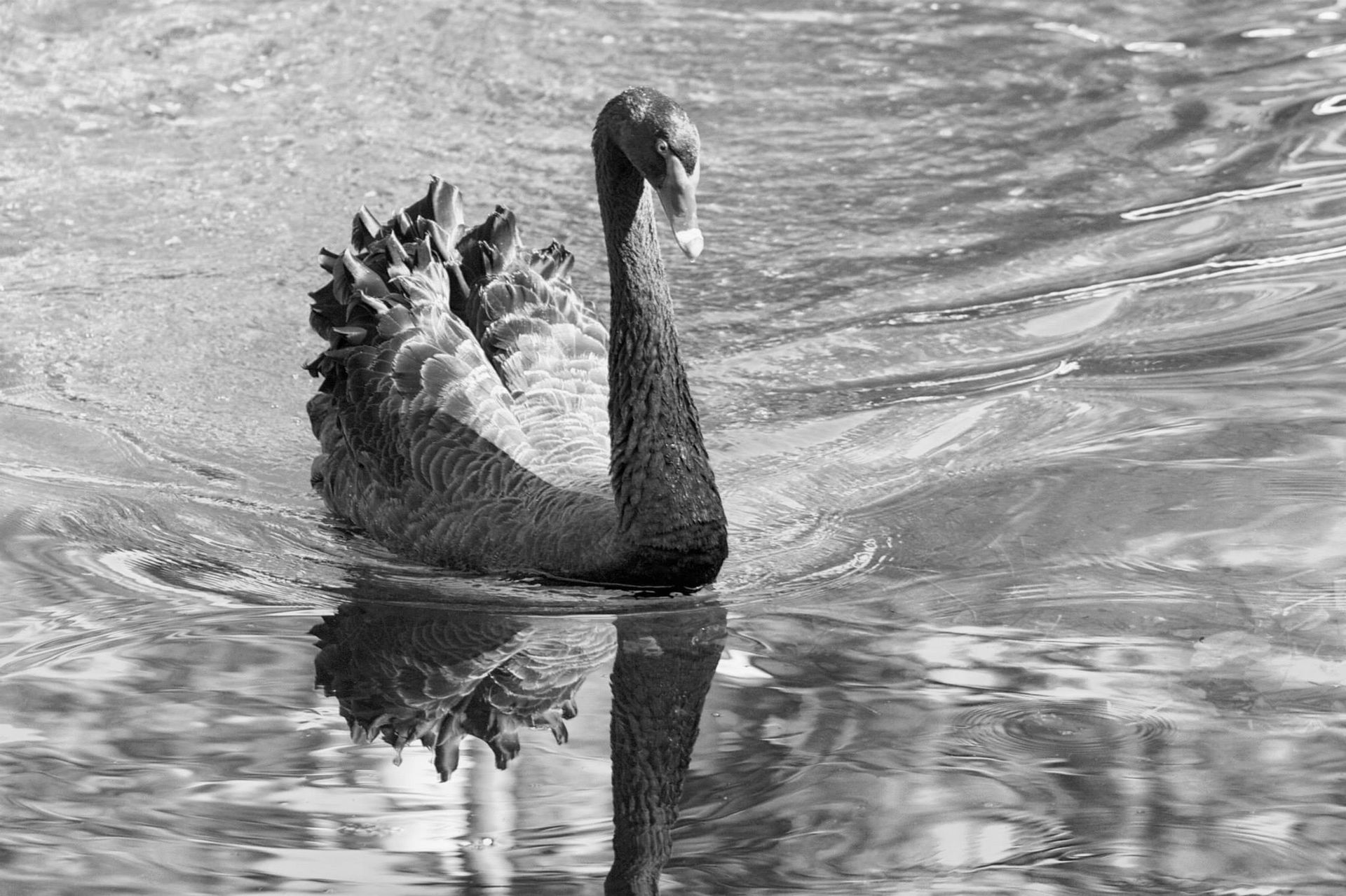 The Thomas Center; Downtown Ganesville
Black Swan in the Duckpond
Photos taken by Susannah Peddie from StayGainesville