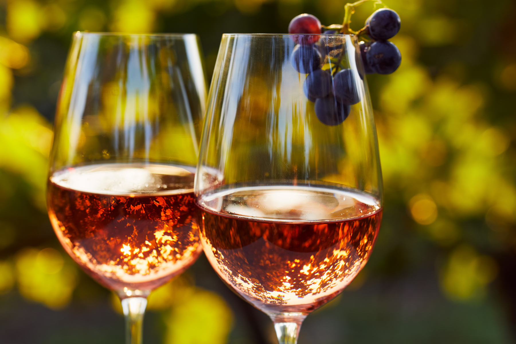 Discover the Art of Wine - Gainesville FL