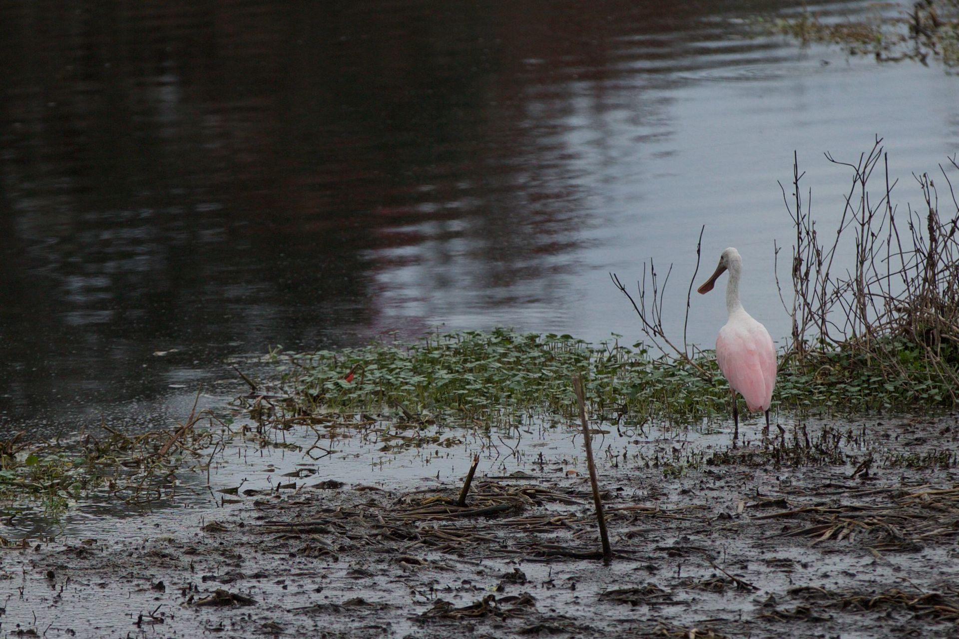 Sweetwater Wetlands Park: Photo Credit to Susannah Peddie from StayGainesville
Roseated Spoonbill
