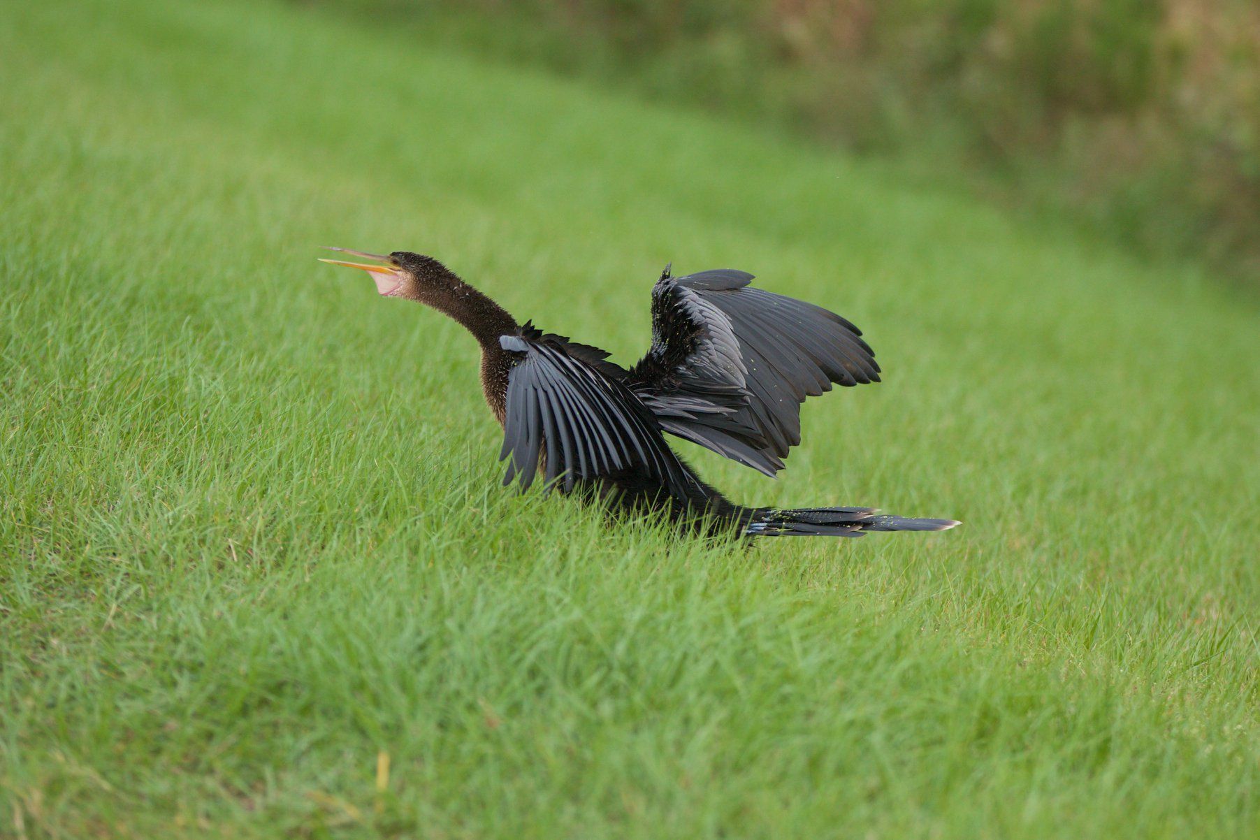 Sweetwater Wetlands Park: Photo Credit to Susannah Peddie from StayGainesville