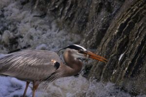 Paynes Prairie
