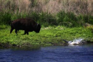 Paynes Prairie