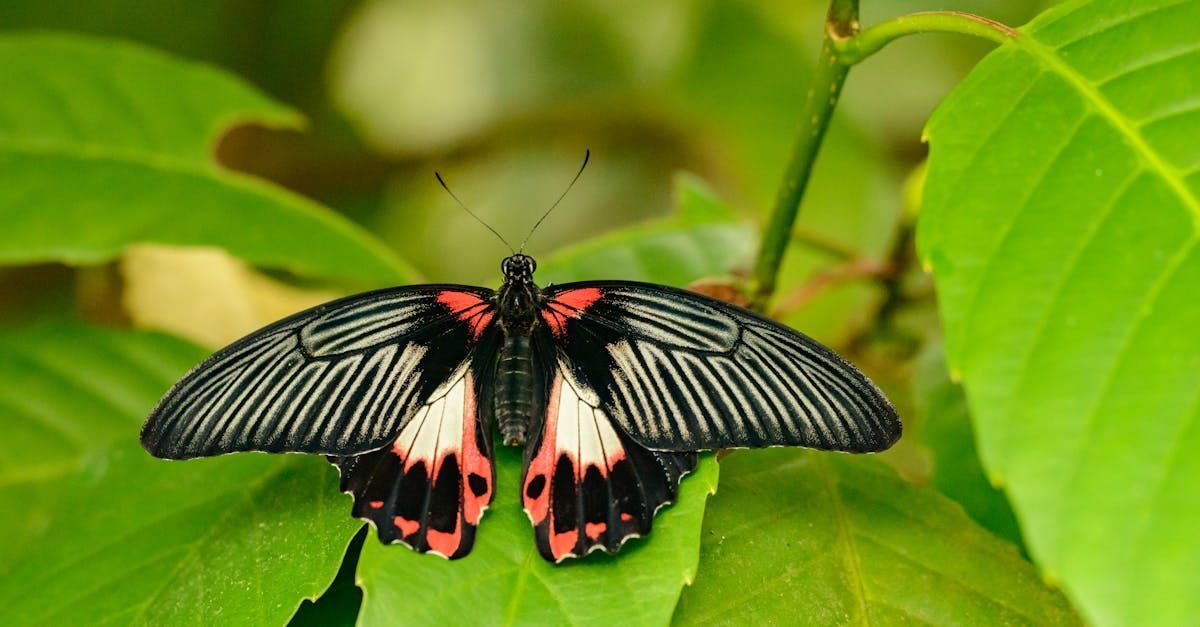 butterfly photography by susannah peddie