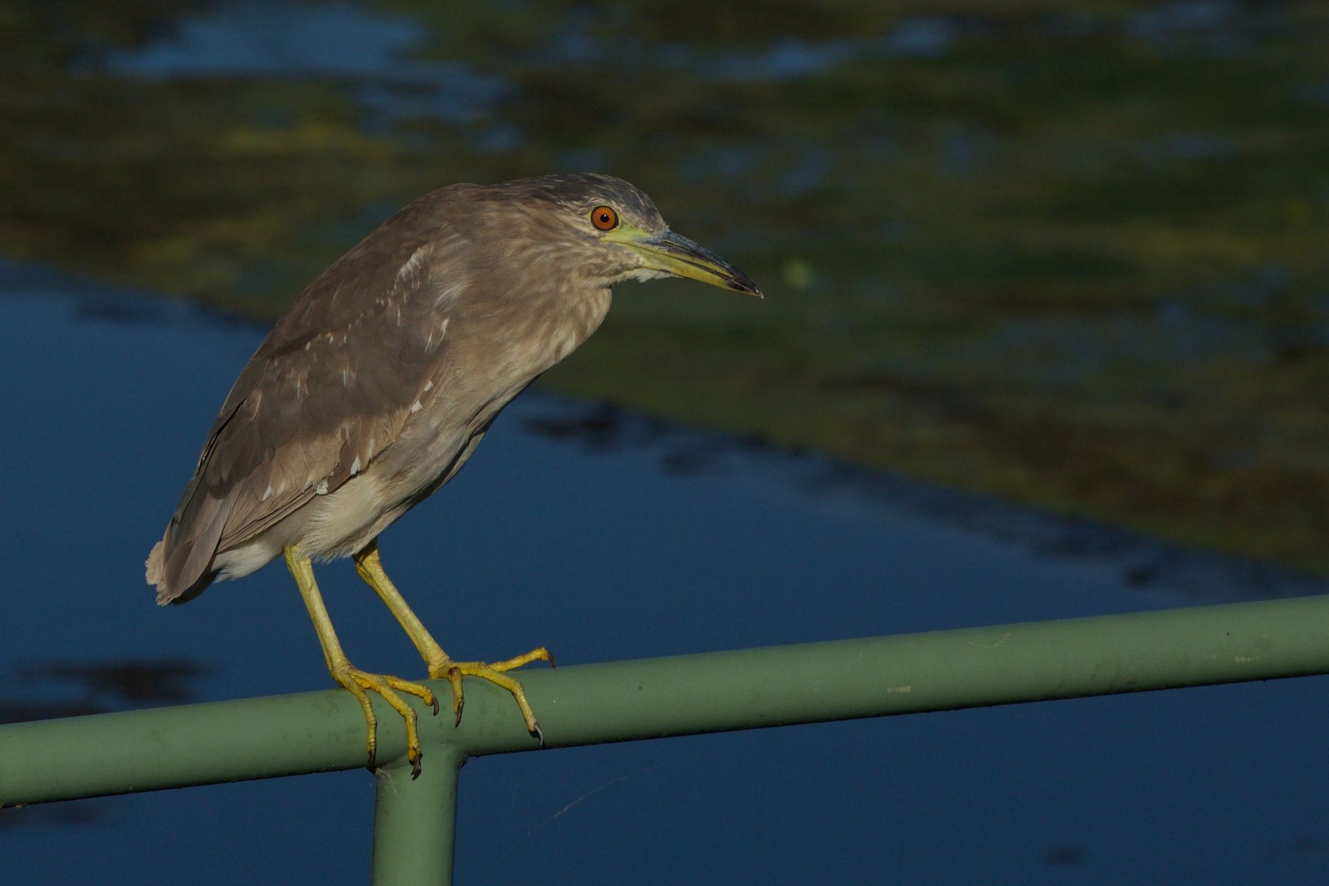 Sweetwater Wetlands Park: Photo Credit to Susannah Peddie from StayGainesville
