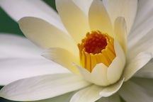 A white water lilly with a yellow middle at Kanapaha Botanical Gardens.