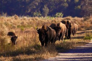 Paynes Prairie